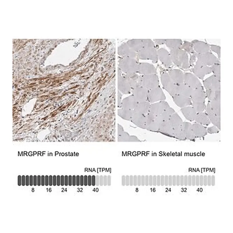Merck Anti-MRGPRF antibody produced in rabbit