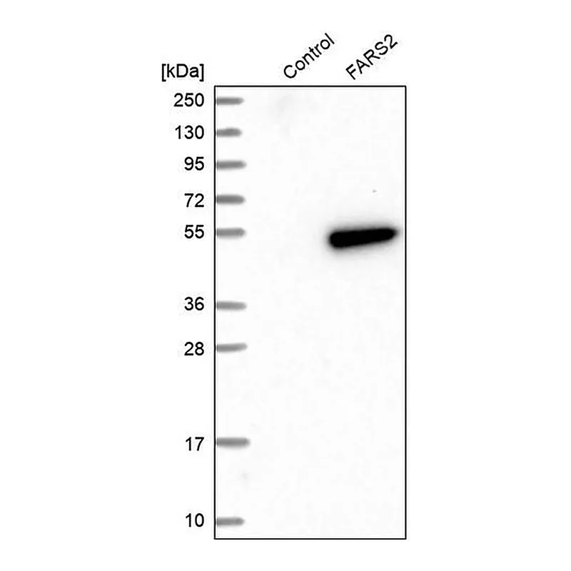 Merck Anti-FARS2 antibody produced in rabbit