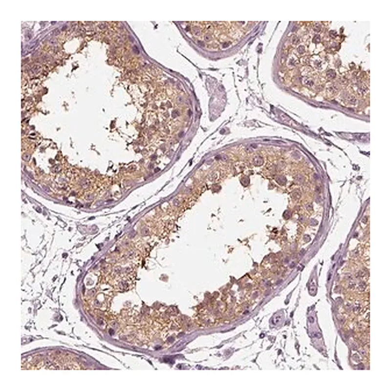 Merck Anti-TRIM69 antibody produced in rabbit