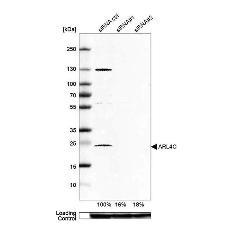 Merck Anti-ARL4C antibody produced in rabbit