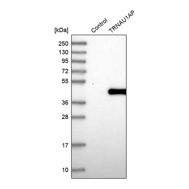 Merck Anti-TRNAU1AP antibody produced in rabbit