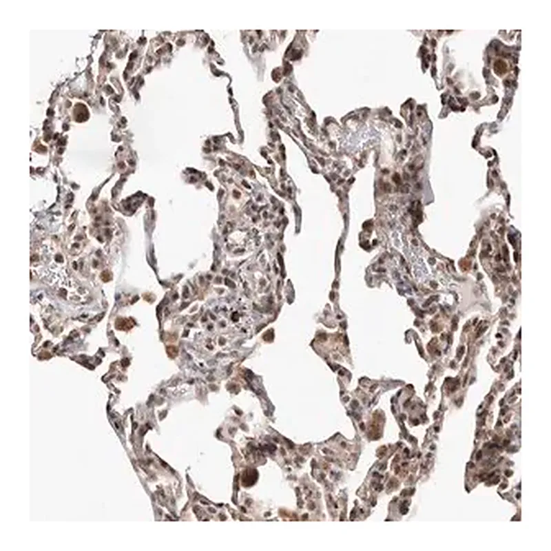 Merck Anti-SMAD7 antibody produced in rabbit