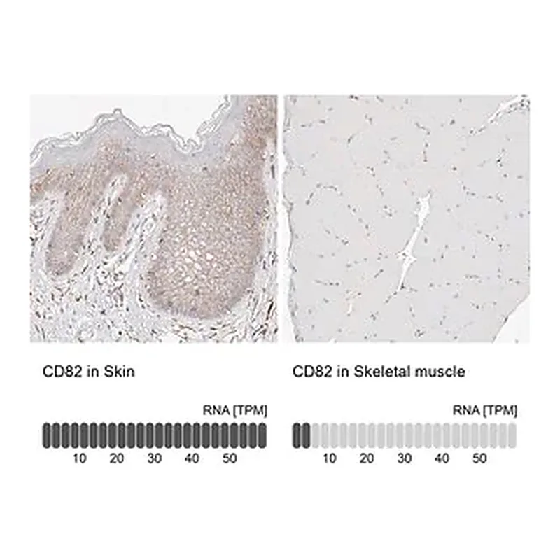 Merck Anti-CD82 antibody produced in rabbit