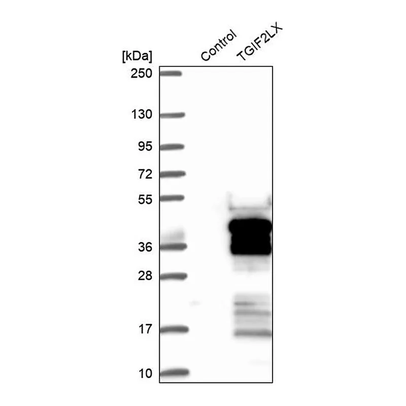 Merck Anti-TGIF2LX antibody produced in rabbit