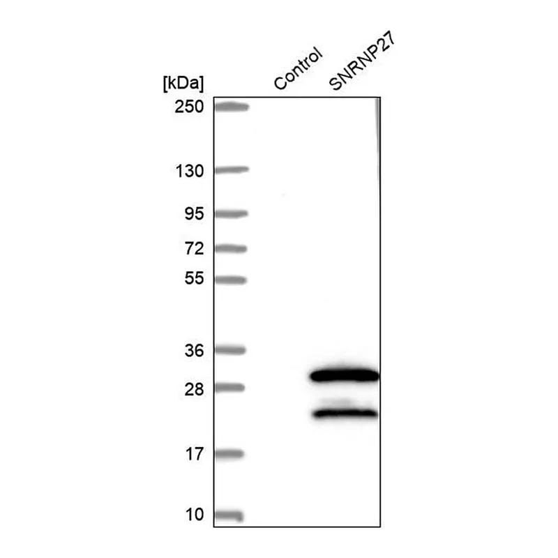 Merck Anti-SNRNP27 antibody produced in rabbit