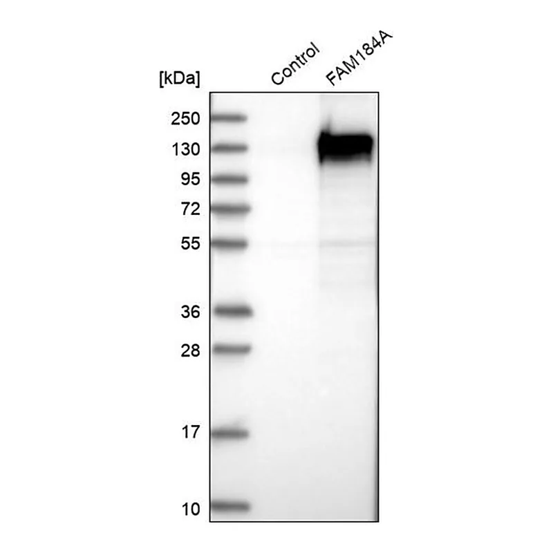 Merck Anti-FAM184A antibody produced in rabbit