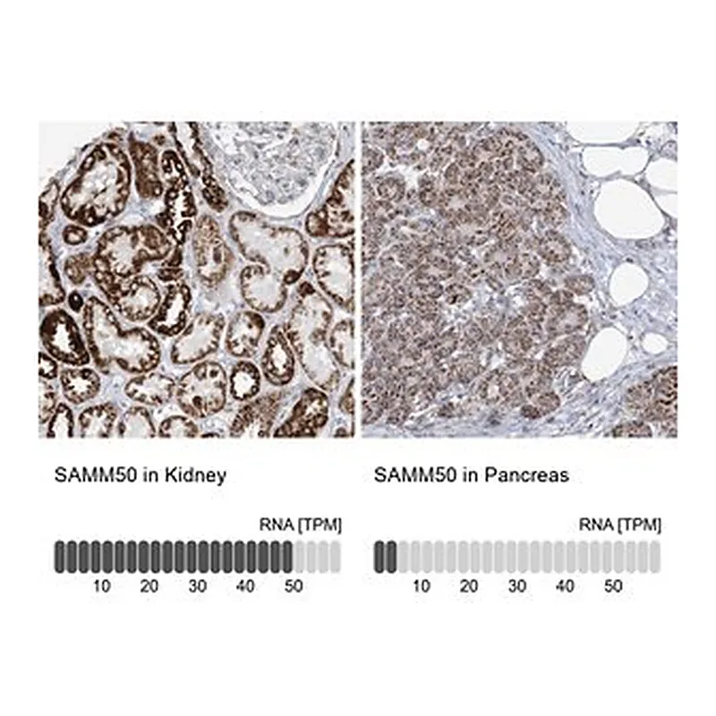 Merck Anti-SAMM50 antibody produced in rabbit