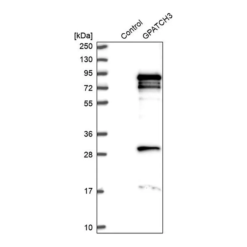 Merck Anti-GPATCH3 antibody produced in rabbit