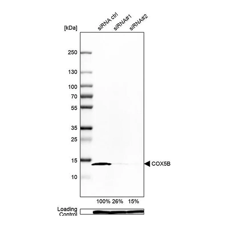Merck Anti-COX5B antibody produced in rabbit
