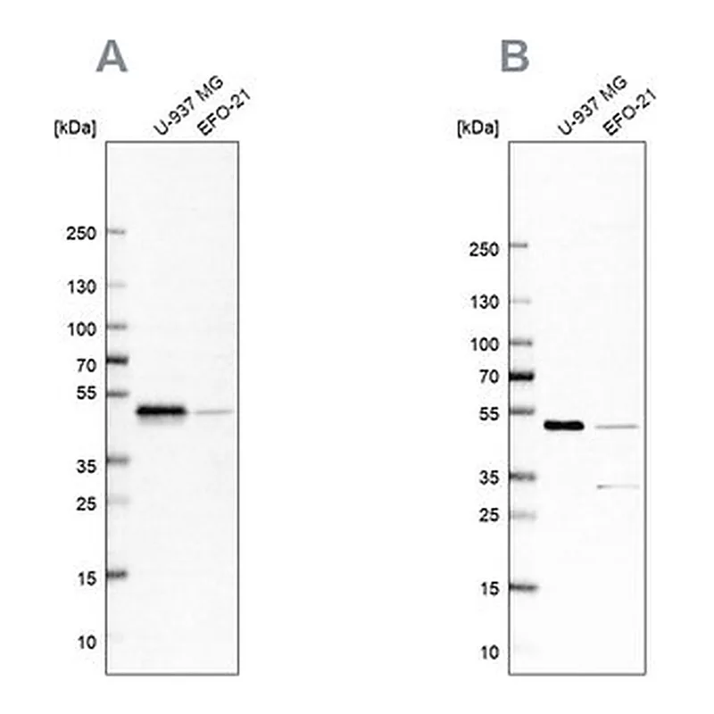 Merck Anti-RCC1 antibody produced in rabbit