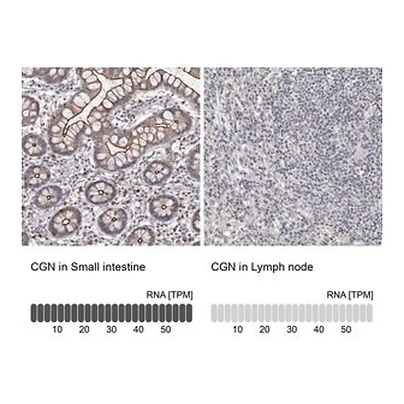 Merck Anti-CGN antibody produced in rabbit