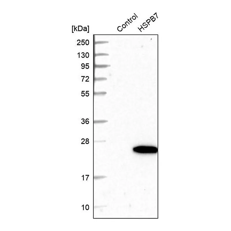 Merck Anti-HSPB7 antibody produced in rabbit