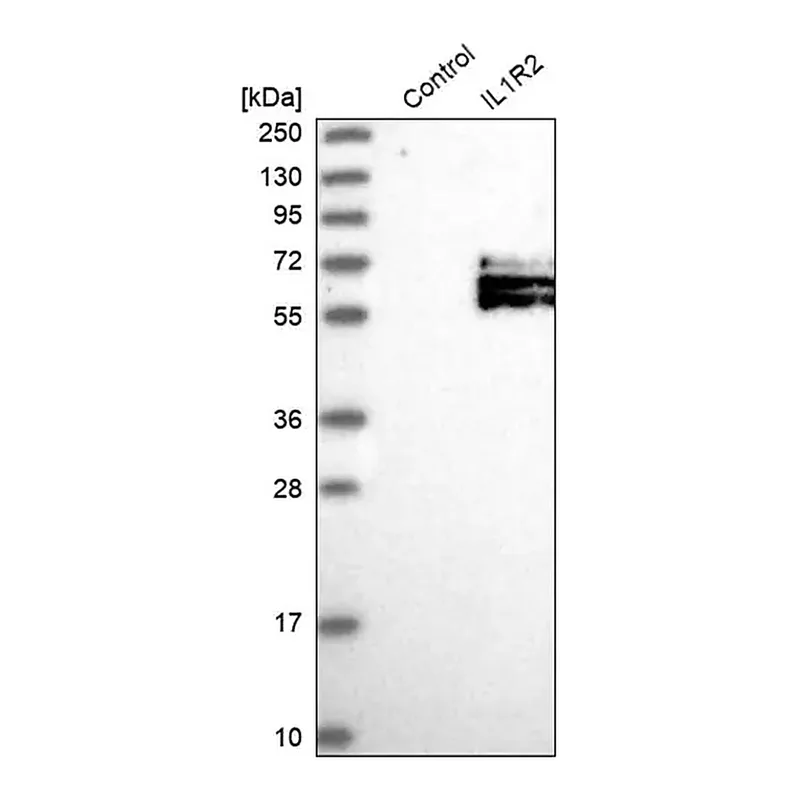 Merck Anti-IL1R2 antibody produced in rabbit