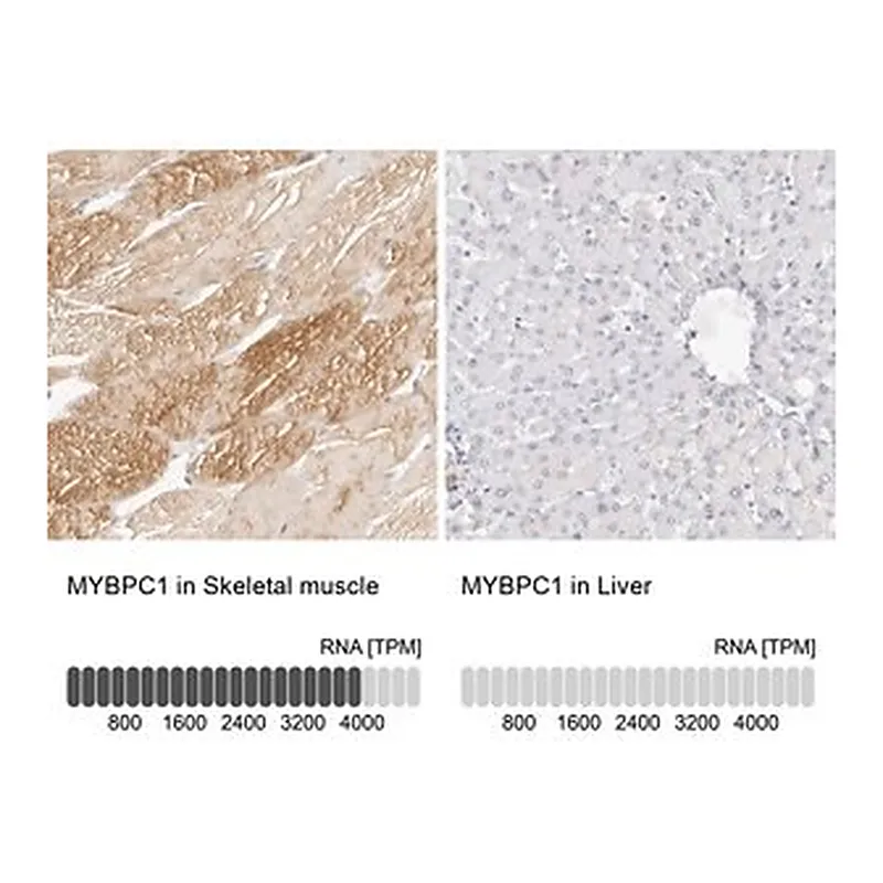 Merck Anti-MYBPC1 antibody produced in rabbit