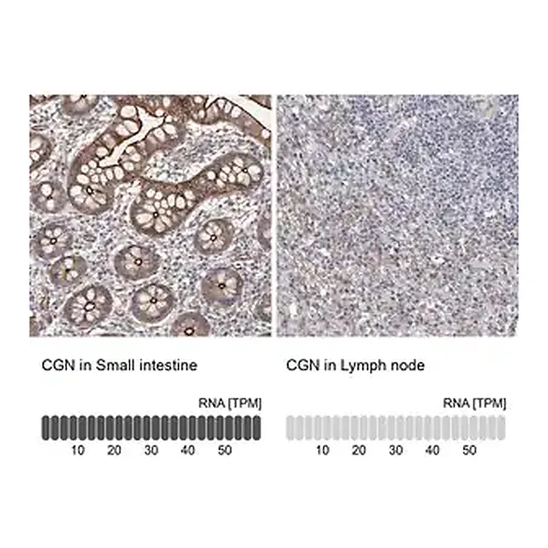 Merck Anti-CGN antibody produced in rabbit