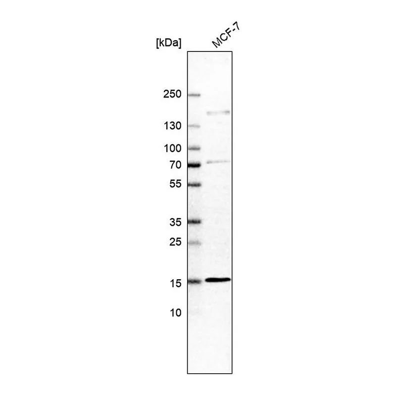 Merck Anti-RABIF antibody produced in rabbit