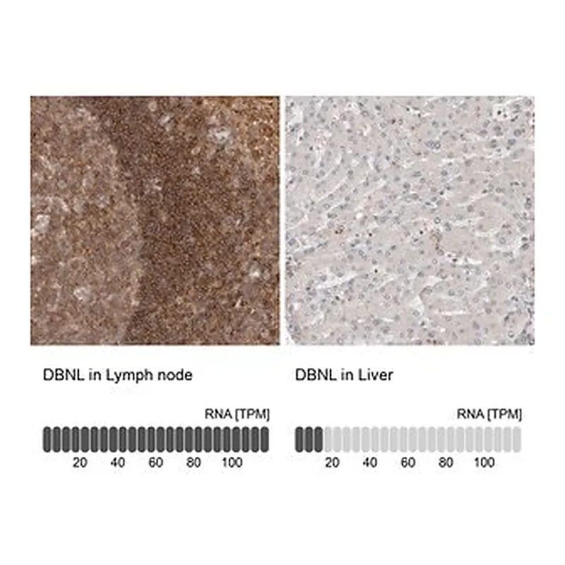Merck Anti-DBNL antibody produced in rabbit