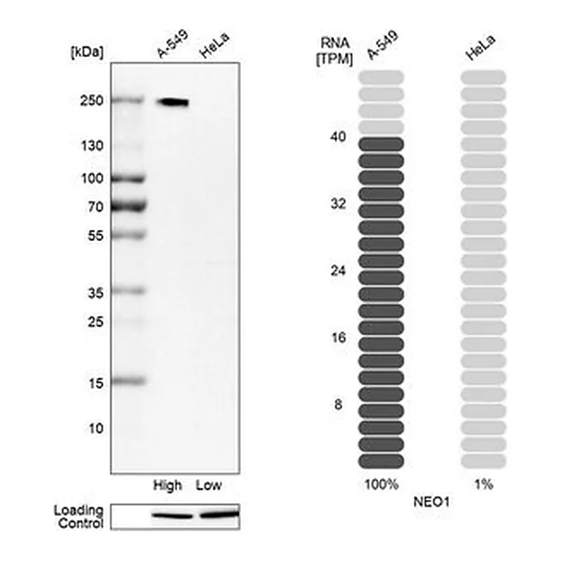 Merck Anti-NEO1 antibody produced in rabbit