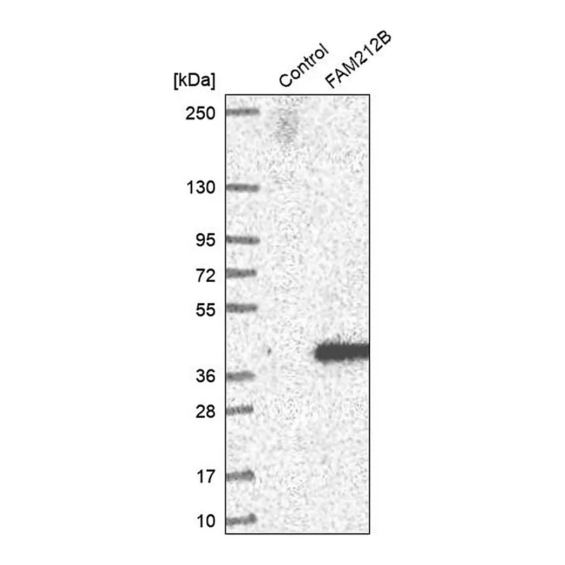 Merck Anti-FAM212B antibody produced in rabbit