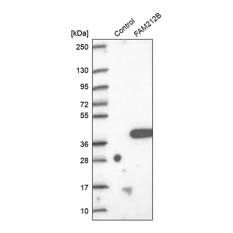 Merck Anti-FAM212B antibody produced in rabbit