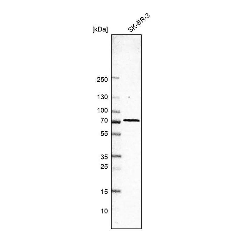 Merck Anti-RPS6KL1 antibody produced in rabbit