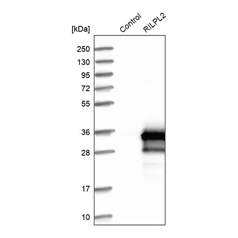 Merck Anti-RILPL2 antibody produced in rabbit