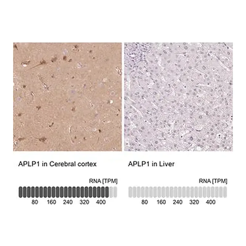 Merck Anti-APLP1 antibody produced in rabbit