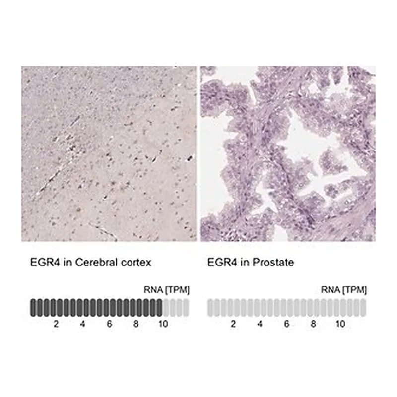 Merck Anti-EGR4 antibody produced in rabbit
