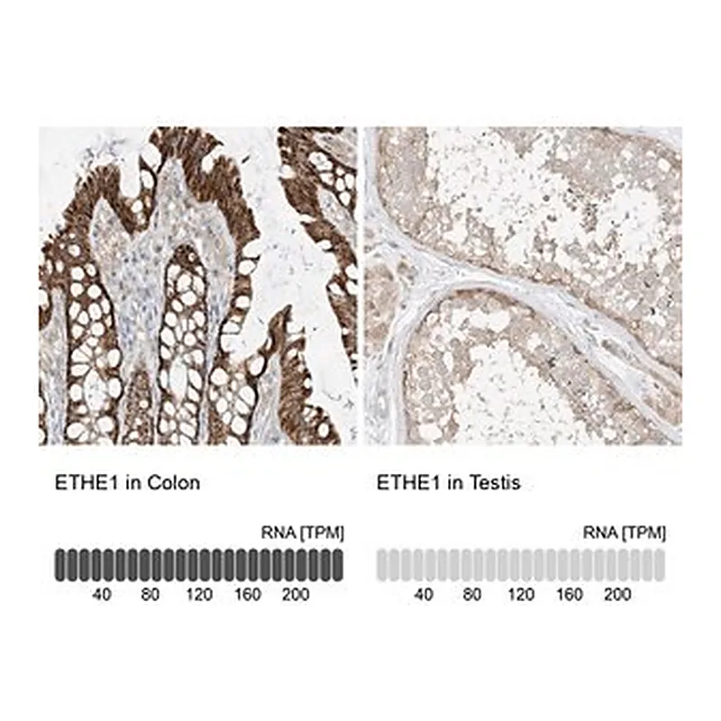 Merck Anti-ETHE1 antibody produced in rabbit