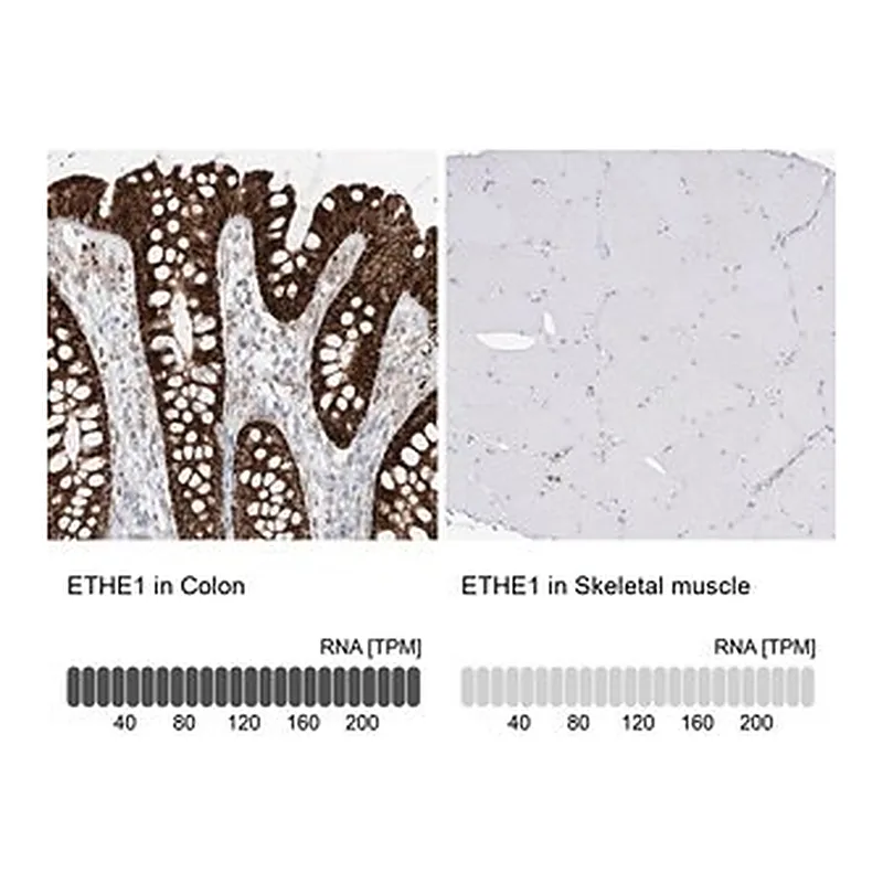 Merck Anti-ETHE1 antibody produced in rabbit