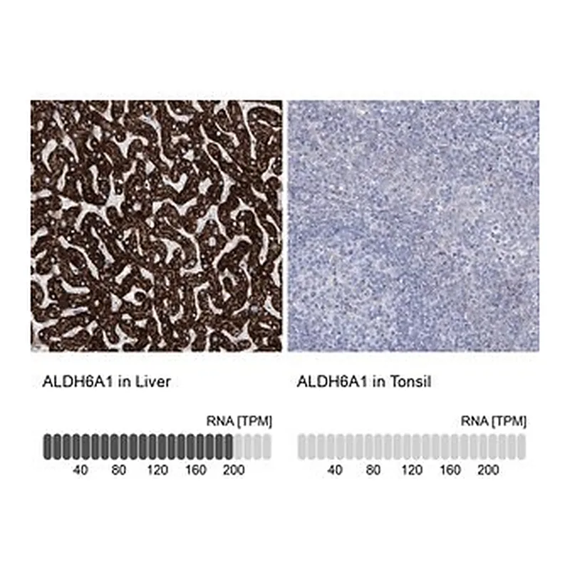 Merck Anti-ALDH6A1 antibody produced in rabbit