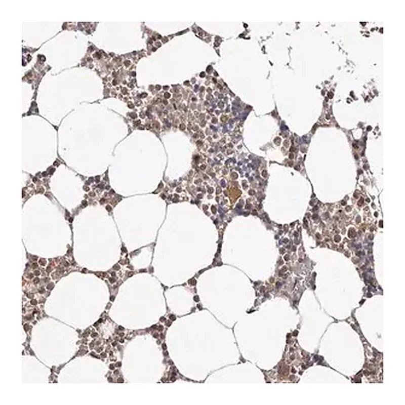 Merck Anti-FBXO5 antibody produced in rabbit
