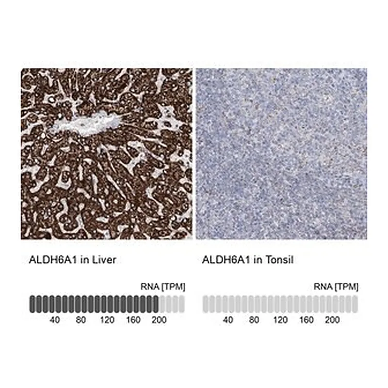 Merck Anti-ALDH6A1 antibody produced in rabbit