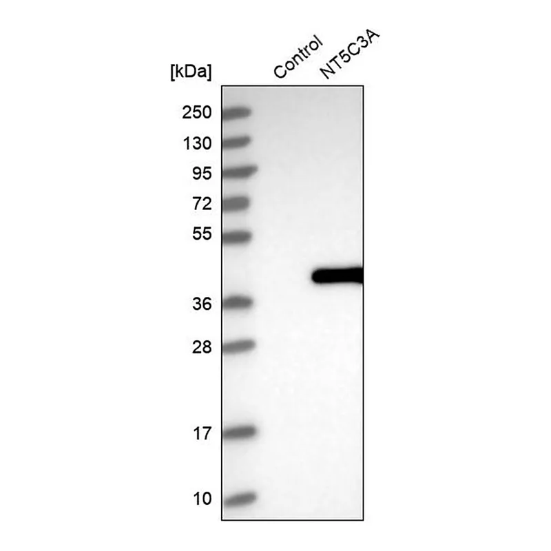 Merck Anti-NT5C3A antibody produced in rabbit