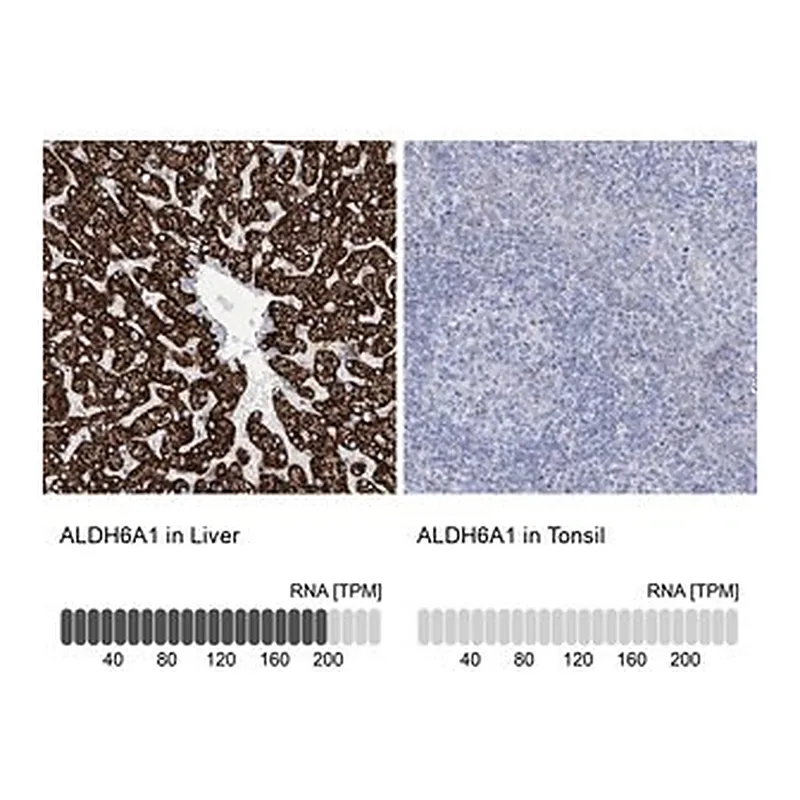 Merck Anti-ALDH6A1 antibody produced in rabbit