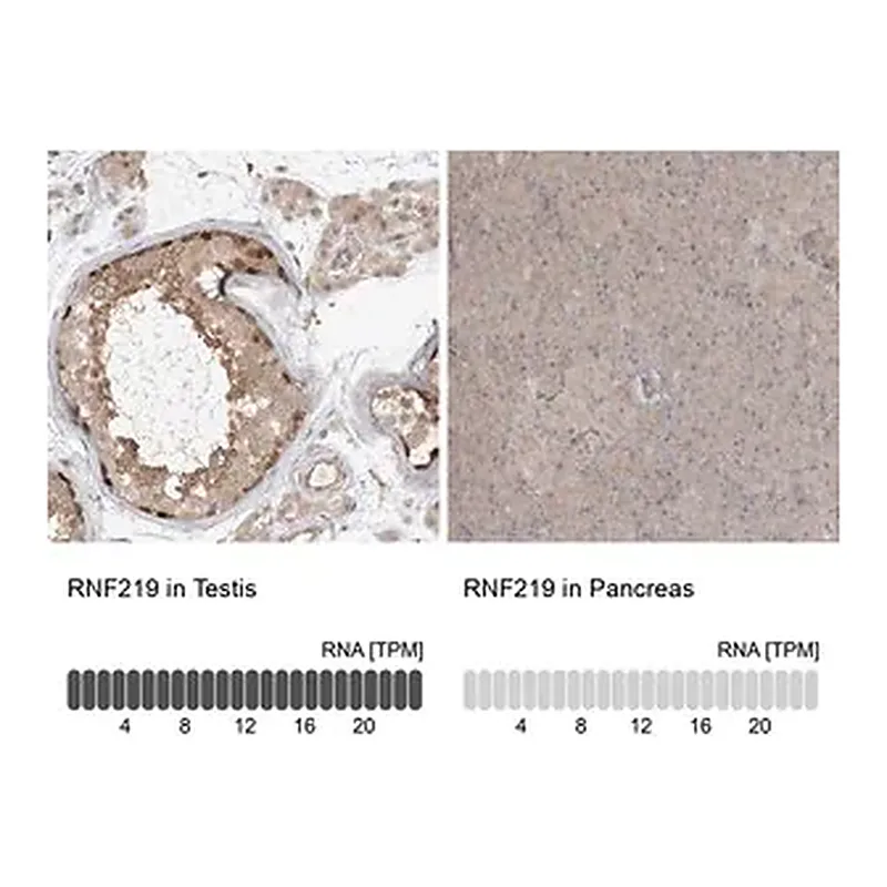Merck Anti-RNF219 antibody produced in rabbit