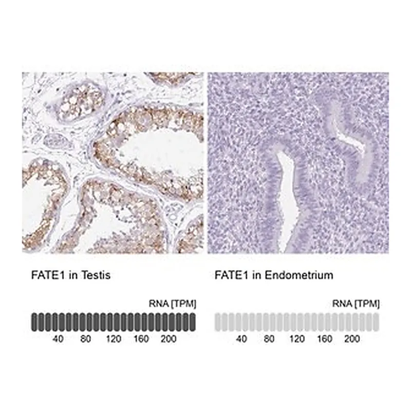 Merck Anti-FATE1 antibody produced in rabbit