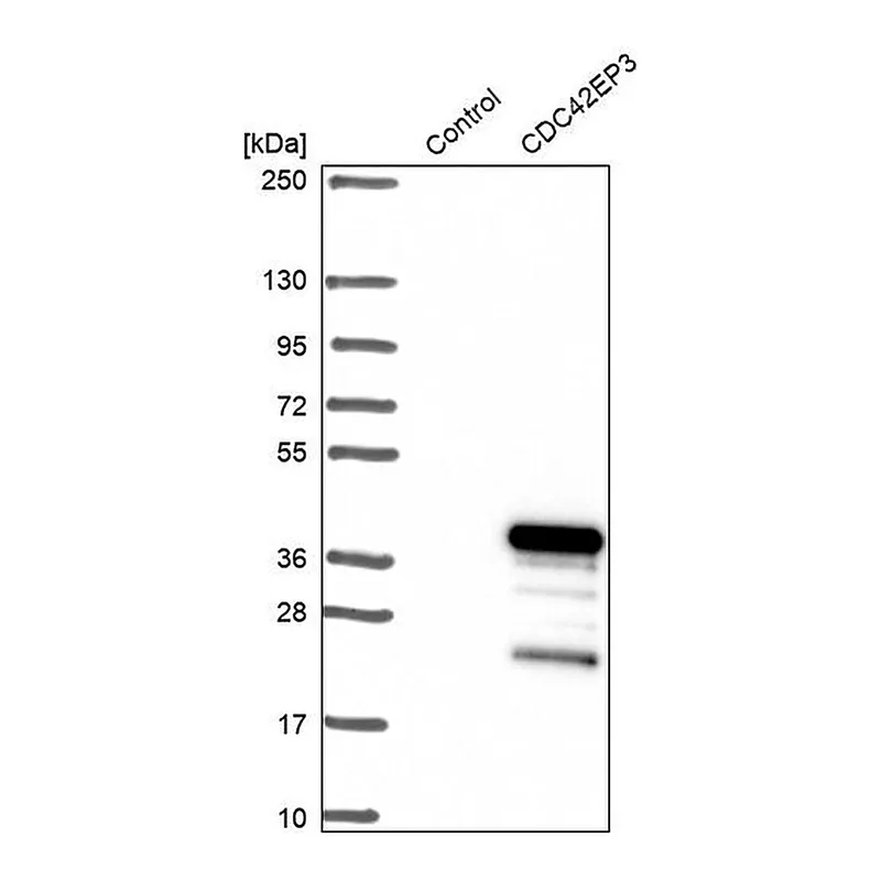 Merck Anti-CDC42EP3 antibody produced in rabbit