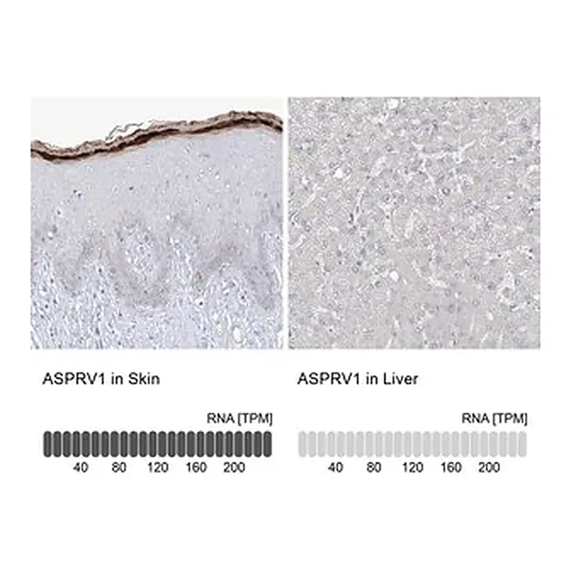 Merck Anti-ASPRV1 antibody produced in rabbit