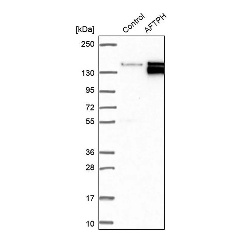Merck Anti-AFTPH antibody produced in rabbit