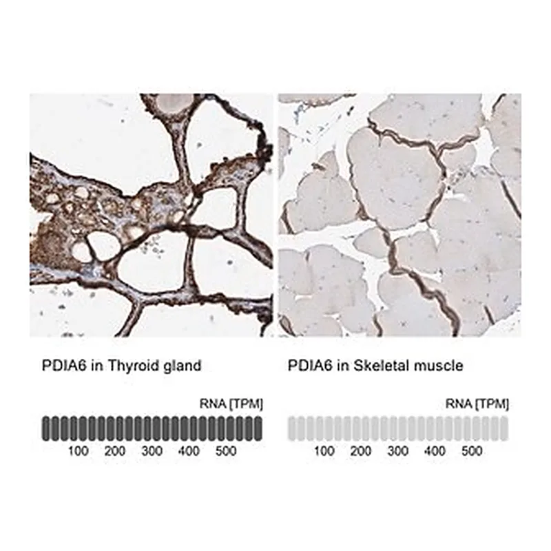 Merck Anti-PDIA6 antibody produced in rabbit