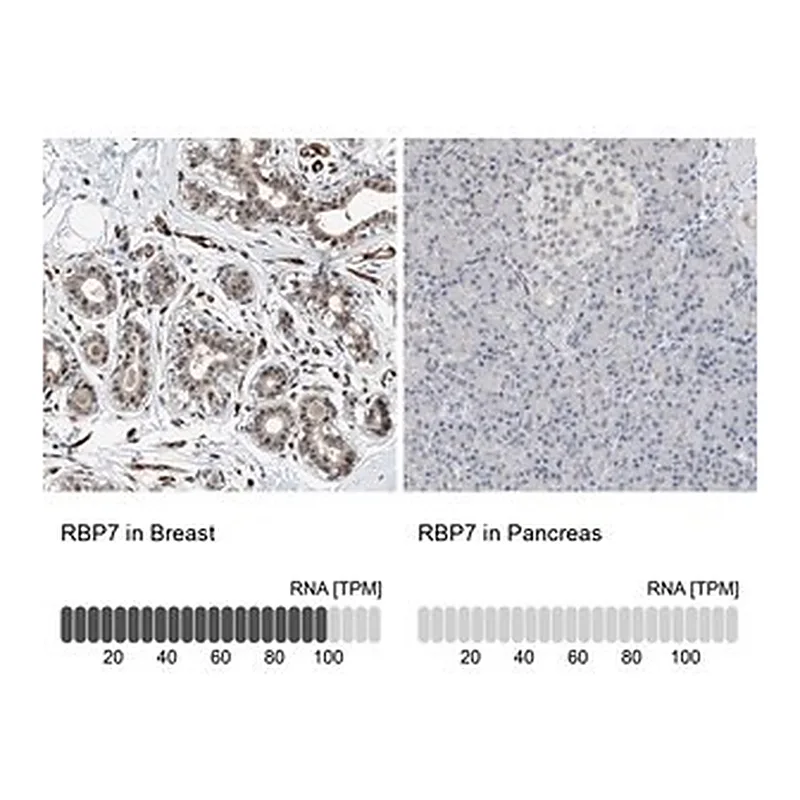 Merck Anti-RBP7 antibody produced in rabbit