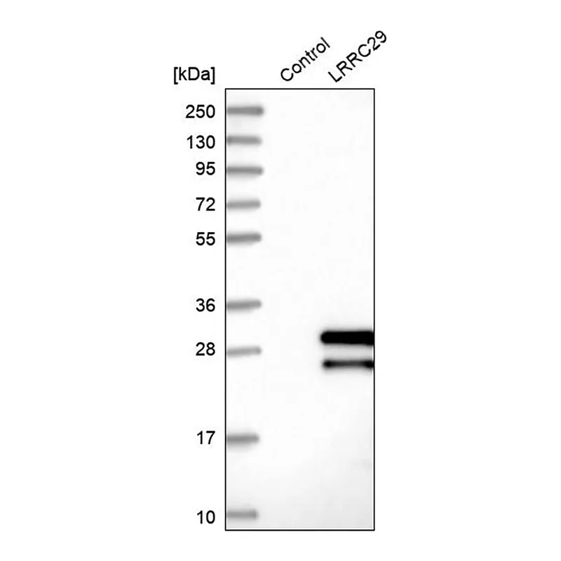 Merck Anti-LRRC29 antibody produced in rabbit