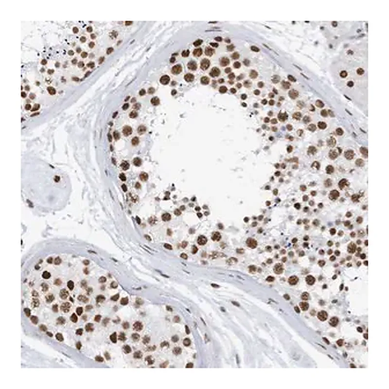 Merck Anti-KHSRP antibody produced in rabbit