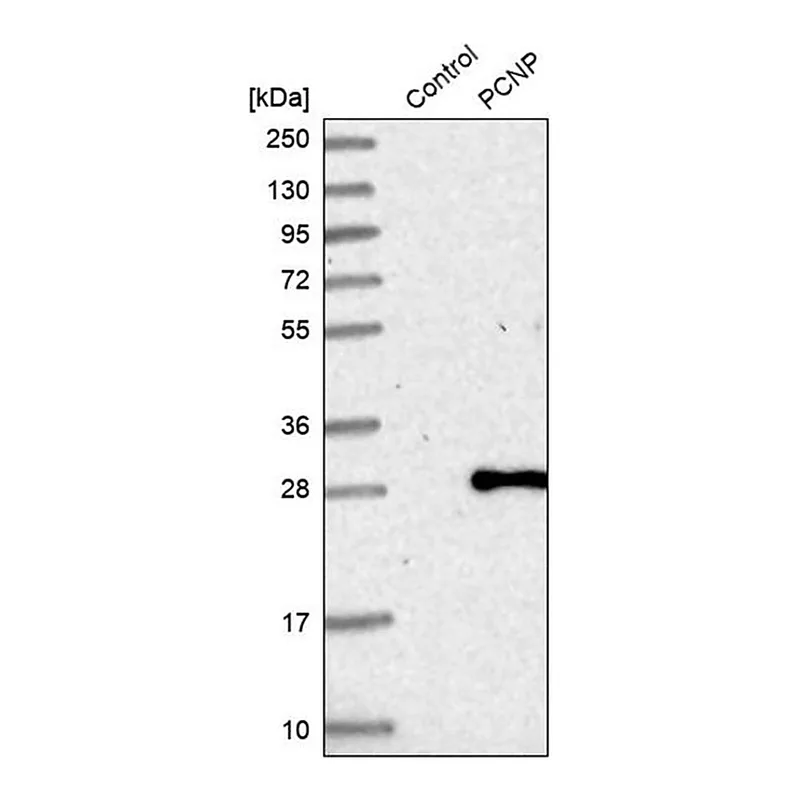 Merck Anti-PCNP antibody produced in rabbit