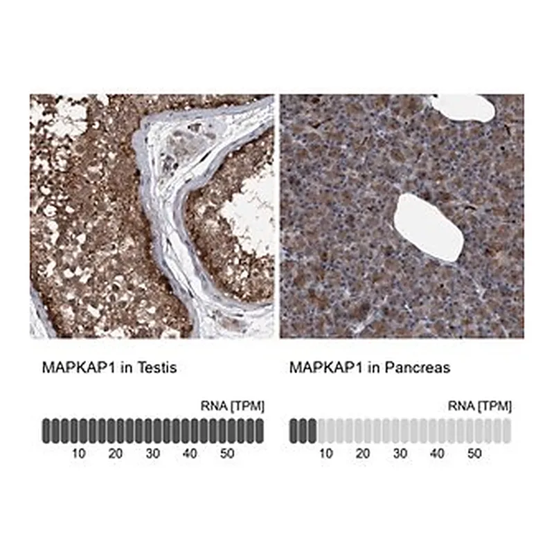 Merck Anti-MAPKAP1 antibody produced in rabbit