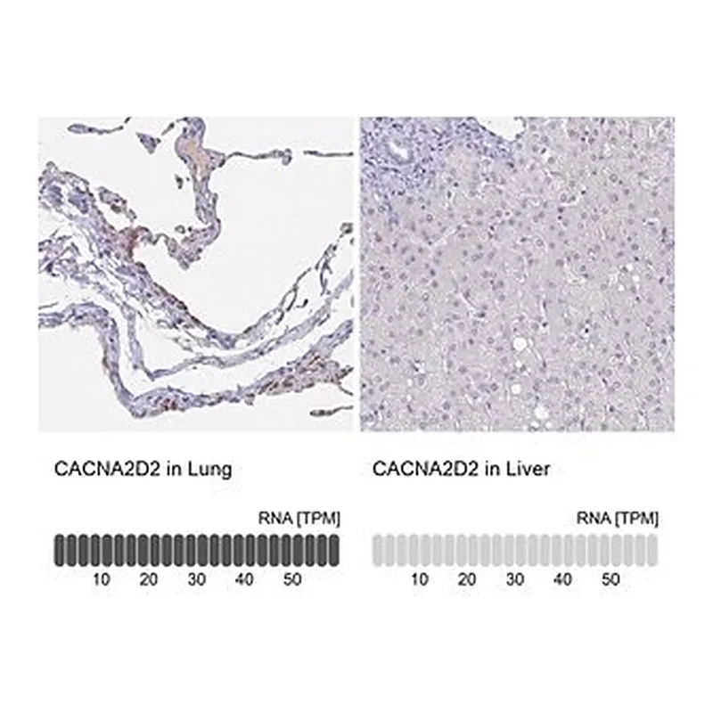 Merck Anti-CACNA2D2 antibody produced in rabbit