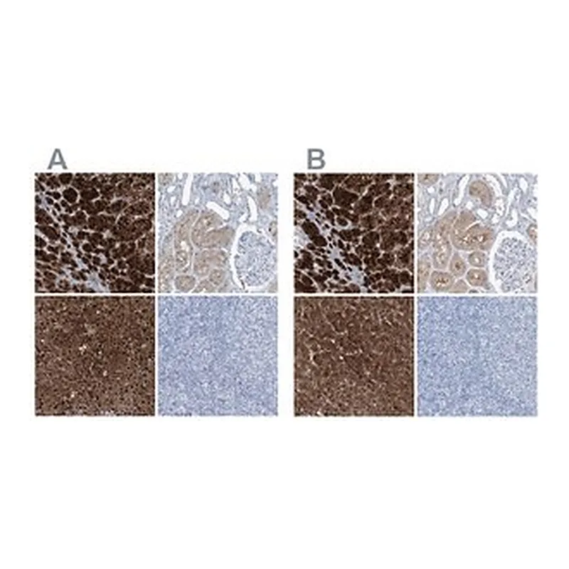 Merck Anti-RGN antibody produced in rabbit