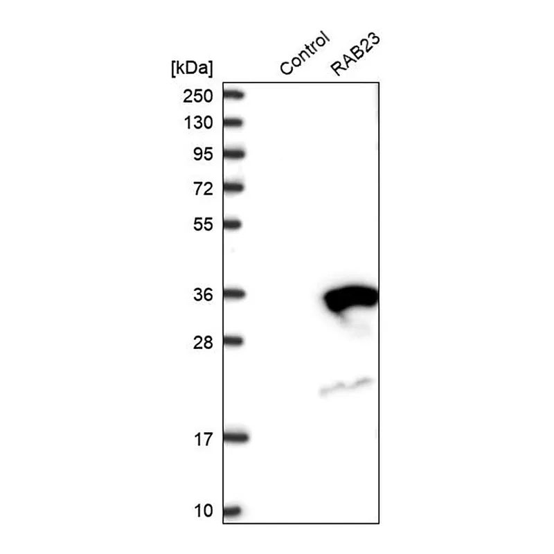 Merck Anti-RAB23 antibody produced in rabbit