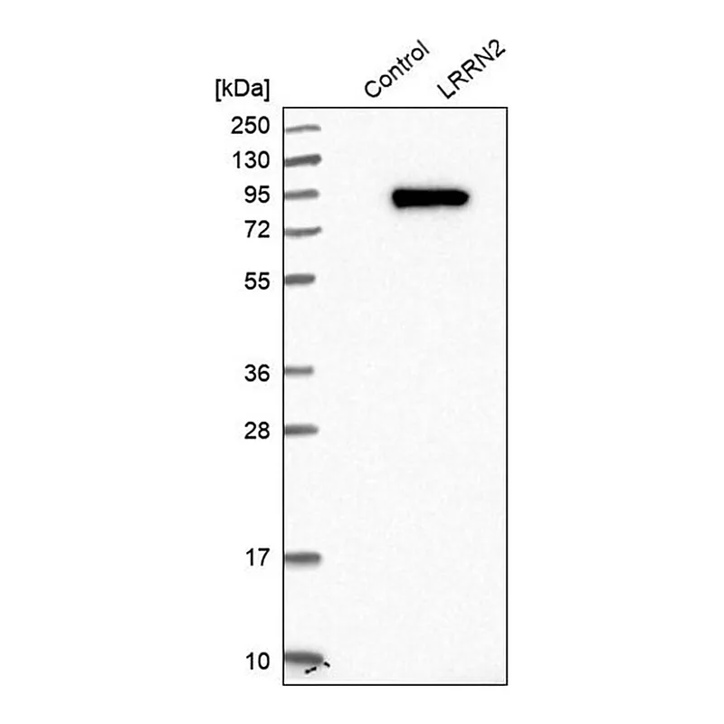 Merck Anti-LRRN2 antibody produced in rabbit